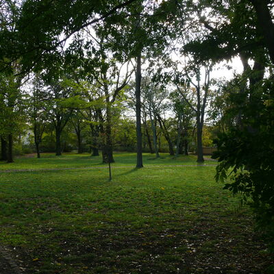 Bild vergrößern: Parkanlage mit Gingko-Bäumen