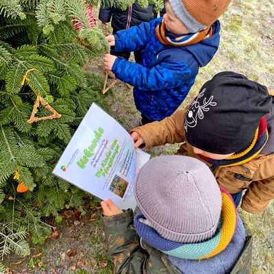 Bild vergrößern: Baumpatenschaft des Weihnachtsbaumes am Rathaus Sandersdorf
