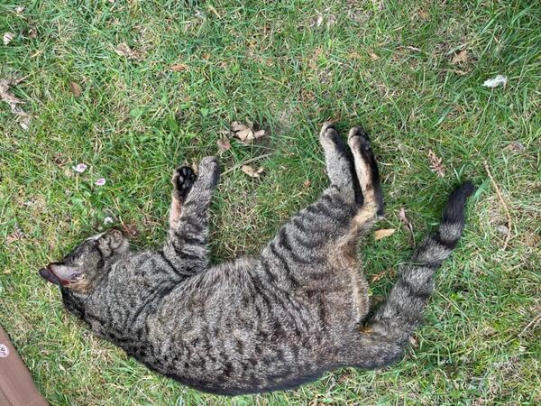 Bild vergrößern: Kater in Brehna gefunden 2025
