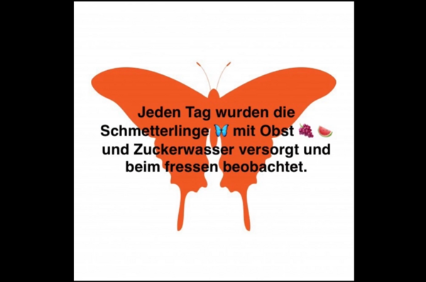 Kita "Gl&uuml;ckspilz" - Von der Raupe zum Schmetterling