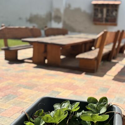 Bild vergr&ouml;&szlig;ern: Ein paar Erdbeeren im Blumentopf und unscharf einen Blick auf die Sitzb&auml;nke im Au&szlig;enbereich.