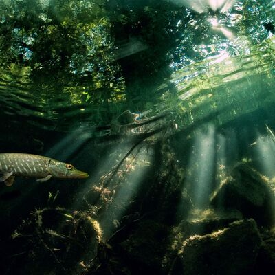 Bild vergr&ouml;&szlig;ern: Impression vom Tauchclub Delitzsch