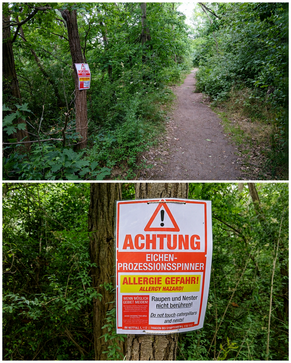 Achtung: Eichenprozessionsspinner am Rundweg Strandbad