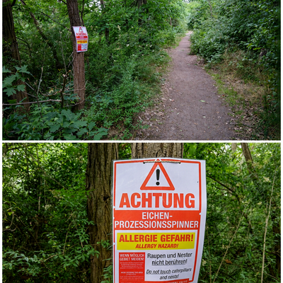 Achtung: Eichenprozessionsspinner am Rundweg Strandbad