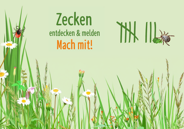 Bild vergr&ouml;&szlig;ern: Zecken finden und melden / Bilderweiterung durch KI